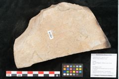 Foto (Objekt + Etikett) von Aesculus hippocastaneum Linne (NHMW-GEO-2024-0188-15016)